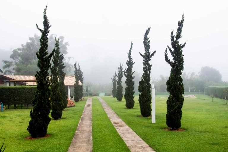 Jardim com ciprestes em manhã de neblina